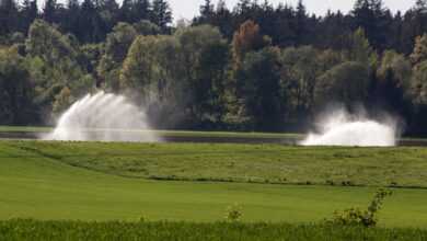 water, fields, bust