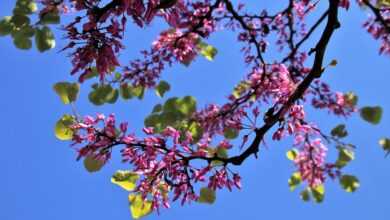 sprig, garden, blossoming tree