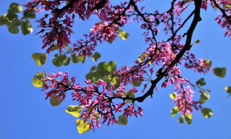 sprig, garden, blossoming tree