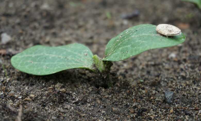 zucchini, bud, the marrow of milan