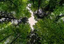 forest, nature, landscape, trees, forests, green, leaves, spring, summer, canopy, foliage leaves, idyll, idyllic, forest, forest, forest, forest, forest, trees, green, spring, canopy, canopy