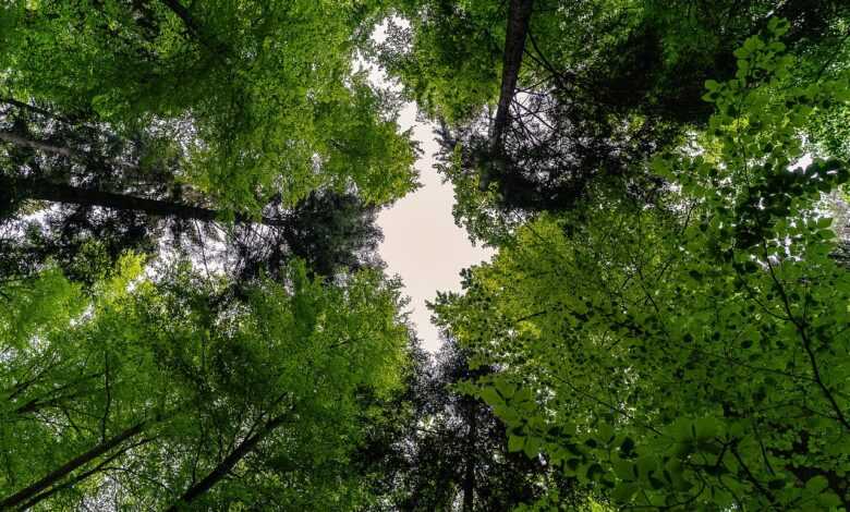 forest, nature, landscape, trees, forests, green, leaves, spring, summer, canopy, foliage leaves, idyll, idyllic, forest, forest, forest, forest, forest, trees, green, spring, canopy, canopy