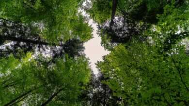 forest, nature, landscape, trees, forests, green, leaves, spring, summer, canopy, foliage leaves, idyll, idyllic, forest, forest, forest, forest, forest, trees, green, spring, canopy, canopy