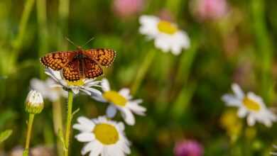 butterfly, flowers, pollinate