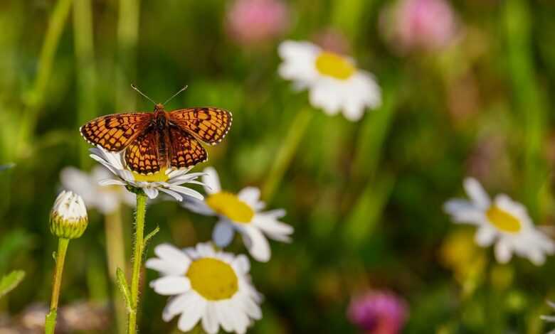 butterfly, flowers, pollinate