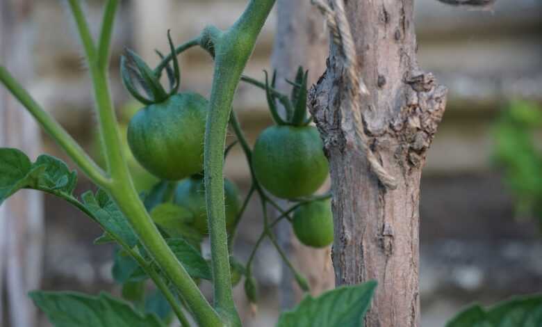 green tomatoes, tomatoes, seedling tomato