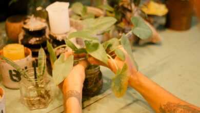 Person Holding Green Leafed Plant