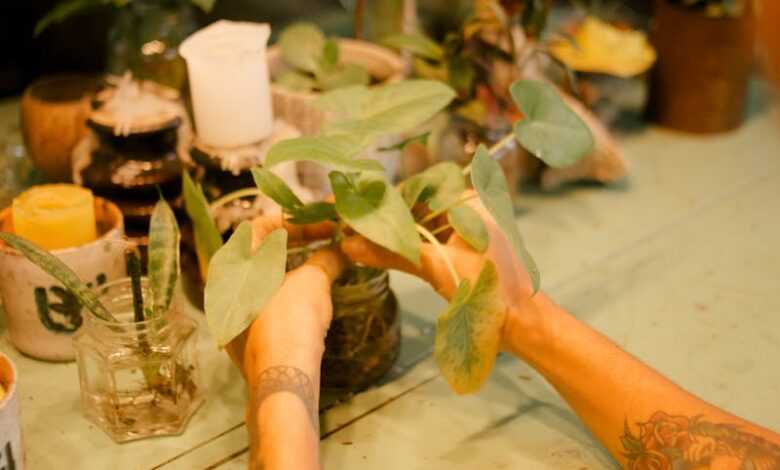 Person Holding Green Leafed Plant