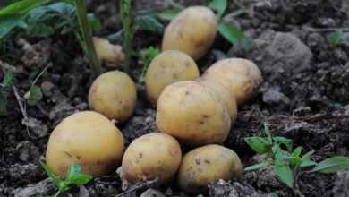 potatoes, potato pictures, potatoes field, field, garden, nature, official potato