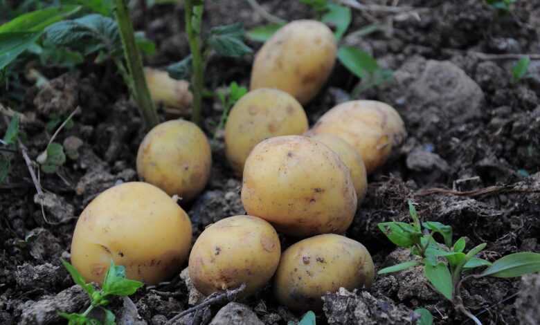 potatoes, potato pictures, potatoes field, field, garden, nature, official potato