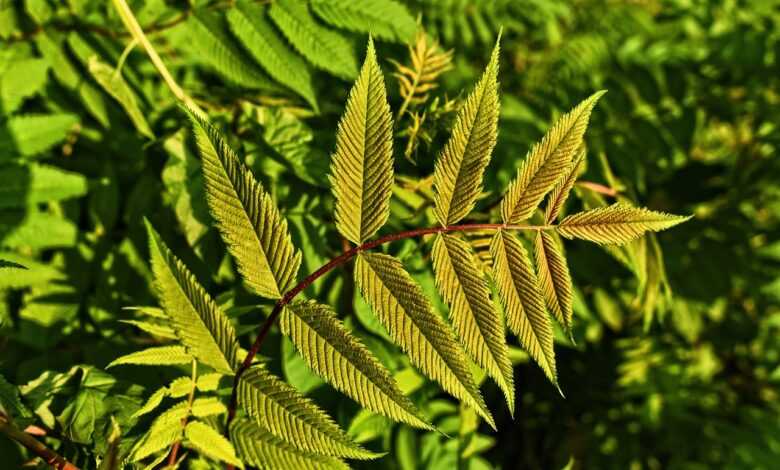foliage, plant, leaves, branch, nature, garden, foliage, foliage, foliage, leaves, leaves, leaves, leaves, leaves, garden, garden, garden, garden