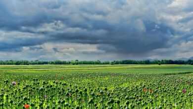 poppies, poppy field, meadow, sky, clouds, storm clouds, landscape, nature, poppies, poppy field, meadow, sky, sky, sky, sky, sky, clouds, clouds, storm clouds, storm clouds, nature