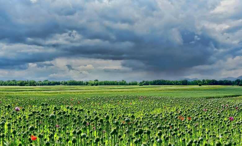 poppies, poppy field, meadow, sky, clouds, storm clouds, landscape, nature, poppies, poppy field, meadow, sky, sky, sky, sky, sky, clouds, clouds, storm clouds, storm clouds, nature