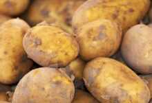 potato, new harvest, nature, nightshade plant, solanum tuberosum, crop, food, fresh, bio, natural product, potato, potato, potato, potato, potato