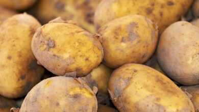 potato, new harvest, nature, nightshade plant, solanum tuberosum, crop, food, fresh, bio, natural product, potato, potato, potato, potato, potato
