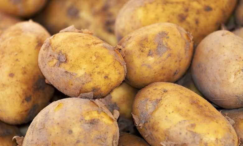 potato, new harvest, nature, nightshade plant, solanum tuberosum, crop, food, fresh, bio, natural product, potato, potato, potato, potato, potato