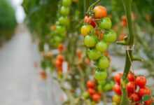 tomatoes, greenhouses, agriculture, hydroponic, hydroponic, hydroponic, hydroponic, hydroponic, hydroponic