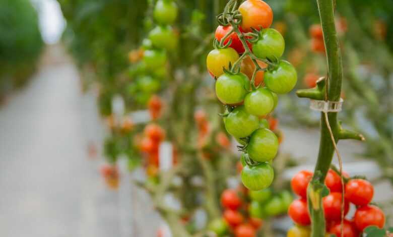 tomatoes, greenhouses, agriculture, hydroponic, hydroponic, hydroponic, hydroponic, hydroponic, hydroponic