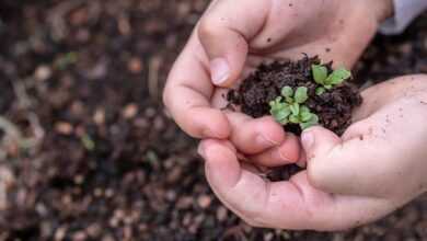 seedlings, seed, children's hands