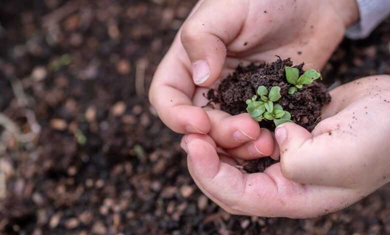 seedlings, seed, children's hands