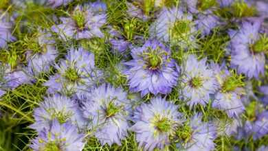 love-in-a-mist, flowers, blue flowers, blue petals, petals, blossom, beautiful flowers, bloom, flower wallpaper, flower background, flora, nature