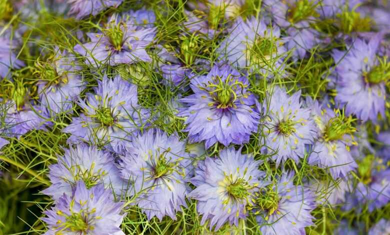 love-in-a-mist, flowers, blue flowers, blue petals, petals, blossom, beautiful flowers, bloom, flower wallpaper, flower background, flora, nature