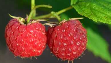 raspberries, red, fruit, berry, ripe, summer, fresh, raspberry bush, nature, close up, garden, juicy, cute, aroma, germany