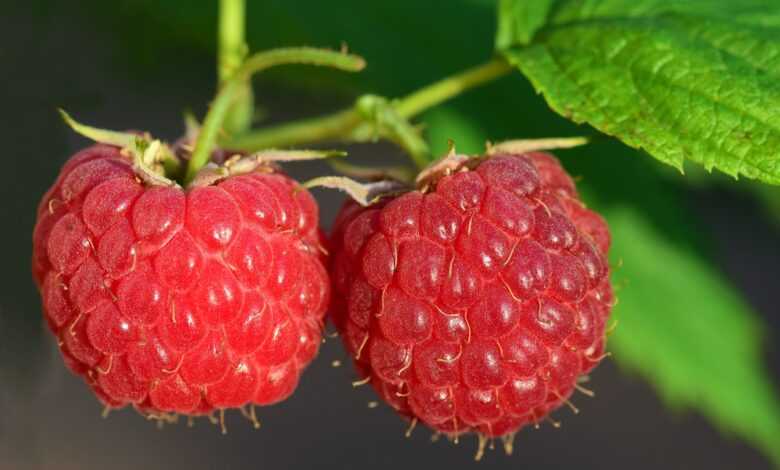 raspberries, red, fruit