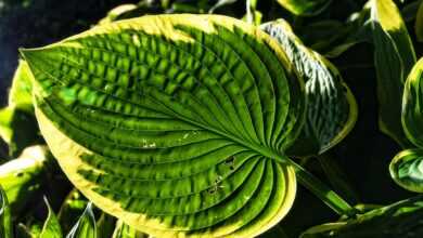 hosta, plantain lilies, foliage