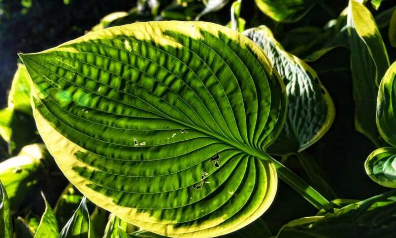 hosta, plantain lilies, foliage