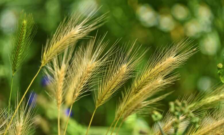 foxtail barley, grass, weed