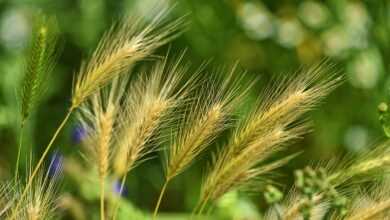 foxtail barley, grass, weed