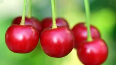 cherries, fruit, food