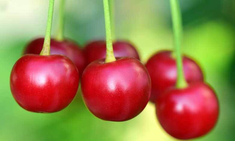 cherries, fruit, food