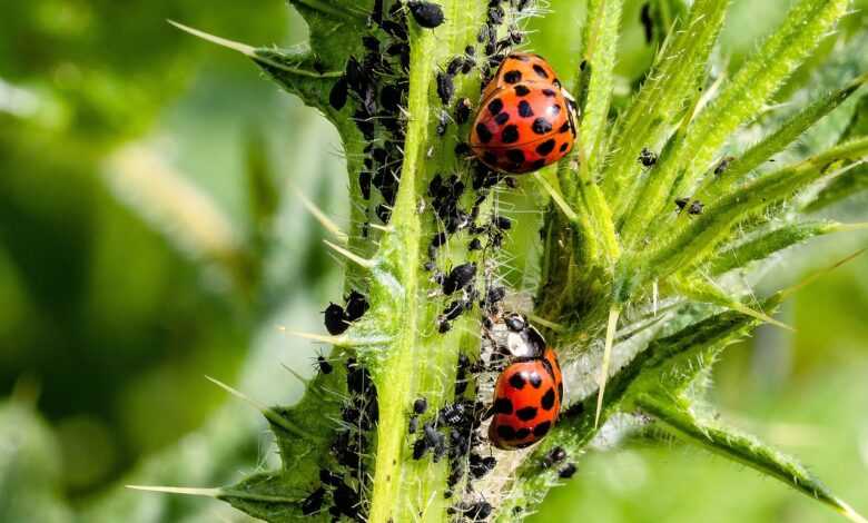 ladybug, asian ladybug, a lot of colored