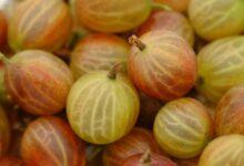 gooseberry, berry, berry fruit, fruit, vitamins, healthy, mauchale, mugatze, mungatzen, chrosle, chruselbeeri, druscheln, tail berry, kraus berry, kruse and berry, krusle, gooseberry, gooseberry, gooseberry, gooseberry, gooseberry