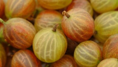 gooseberry, berry, berry fruit, fruit, vitamins, healthy, mauchale, mugatze, mungatzen, chrosle, chruselbeeri, druscheln, tail berry, kraus berry, kruse and berry, krusle, gooseberry, gooseberry, gooseberry, gooseberry, gooseberry