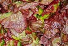 lollo rosso, cut salad, salad, crisp, fresh, washed, waterdrop, curled leaves, lettuce, bio, red, healthy, vitamins, raw food, garden salad, multicoloured, food, meal, salad, salad, salad, lettuce, lettuce, lettuce, lettuce, lettuce
