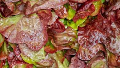 lollo rosso, cut salad, salad, crisp, fresh, washed, waterdrop, curled leaves, lettuce, bio, red, healthy, vitamins, raw food, garden salad, multicoloured, food, meal, salad, salad, salad, lettuce, lettuce, lettuce, lettuce, lettuce
