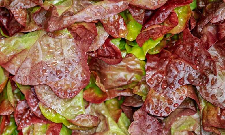 lollo rosso, cut salad, salad, crisp, fresh, washed, waterdrop, curled leaves, lettuce, bio, red, healthy, vitamins, raw food, garden salad, multicoloured, food, meal, salad, salad, salad, lettuce, lettuce, lettuce, lettuce, lettuce