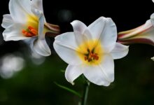 david-lily, lily, white, blossoms, nature, lilium davidii, plant, liliaceae, bloom, botanical, botany, decorative, flora, petals