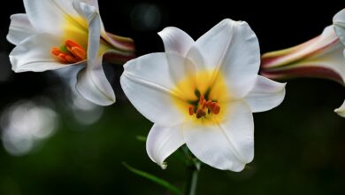david-lily, lily, white, blossoms, nature, lilium davidii, plant, liliaceae, bloom, botanical, botany, decorative, flora, petals