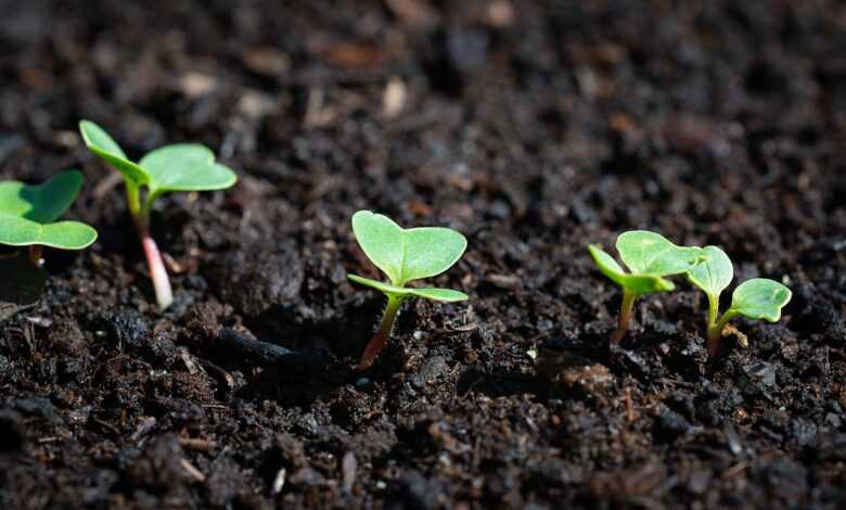 radish, young, young plants, nature, thrive, grow, garden, in the garden, kitchen garden, close up