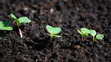 radish, young, young plants, nature, thrive, grow, garden, in the garden, kitchen garden, close up
