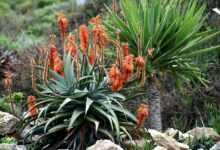 plant, aloes, nature, hardy, dry environment, drought resistant, south africa