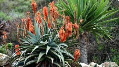 plant, aloes, nature, hardy, dry environment, drought resistant, south africa