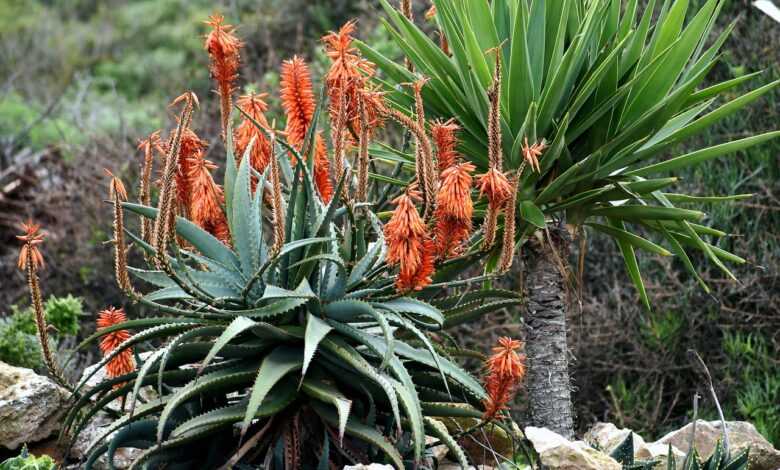 plant, aloes, nature, hardy, dry environment, drought resistant, south africa