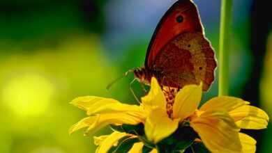 animal, insect, butterfly, lycaon, nature, close up