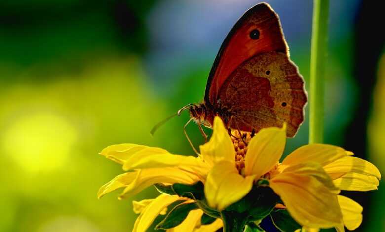 animal, insect, butterfly, lycaon, nature, close up