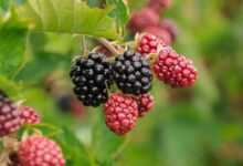 berry, blackberries, fruit, food, vitamins, berry, blackberries, blackberries, blackberries, blackberries, blackberries
